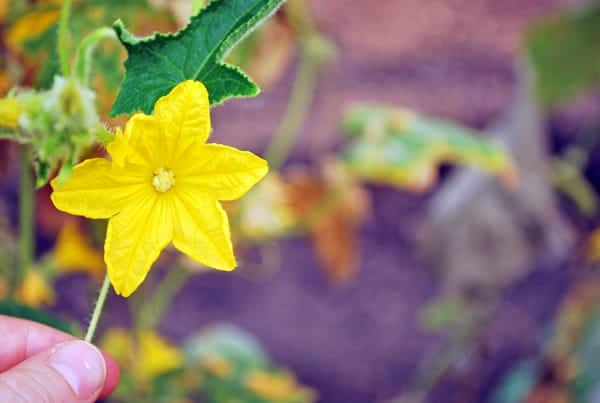 flor-de-pepino