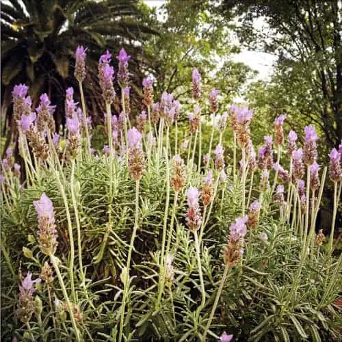 Lavanda