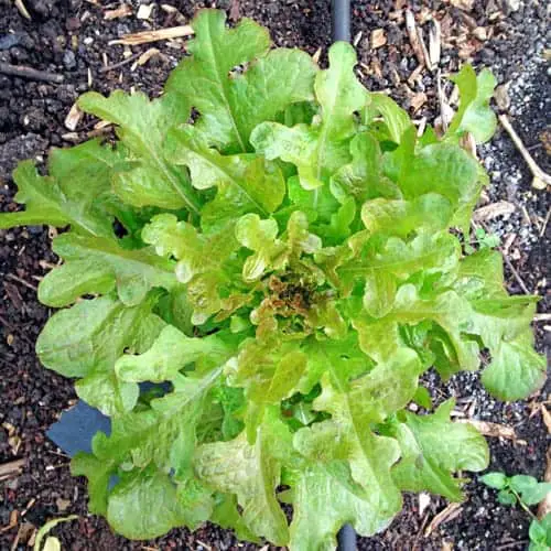 Lechuga-Hoja-de-Roble