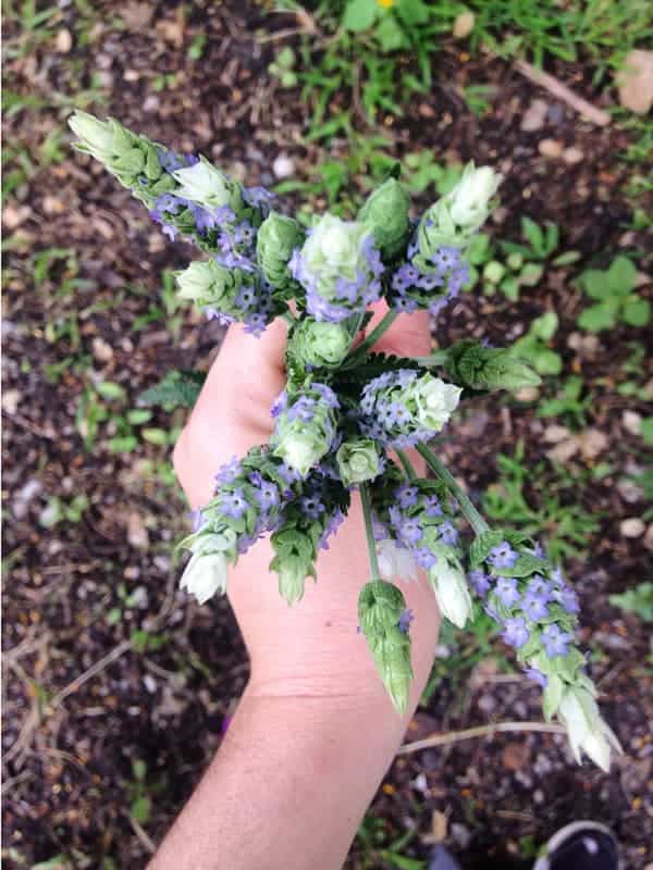 Lavanda