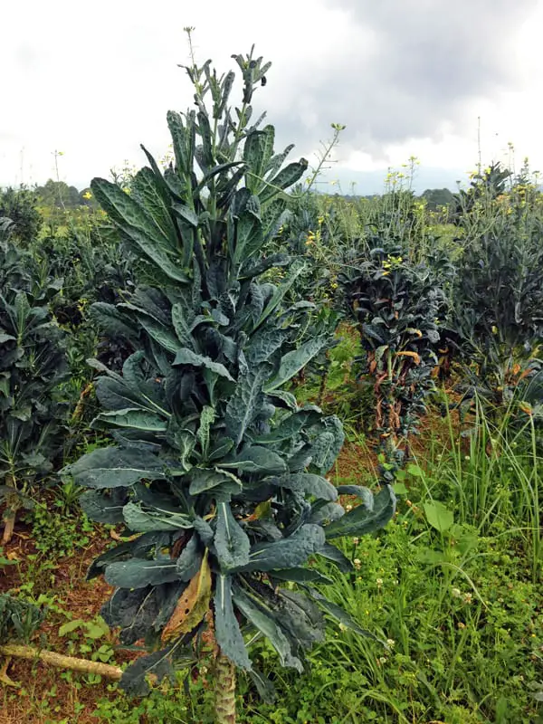 kale-dinosaurio