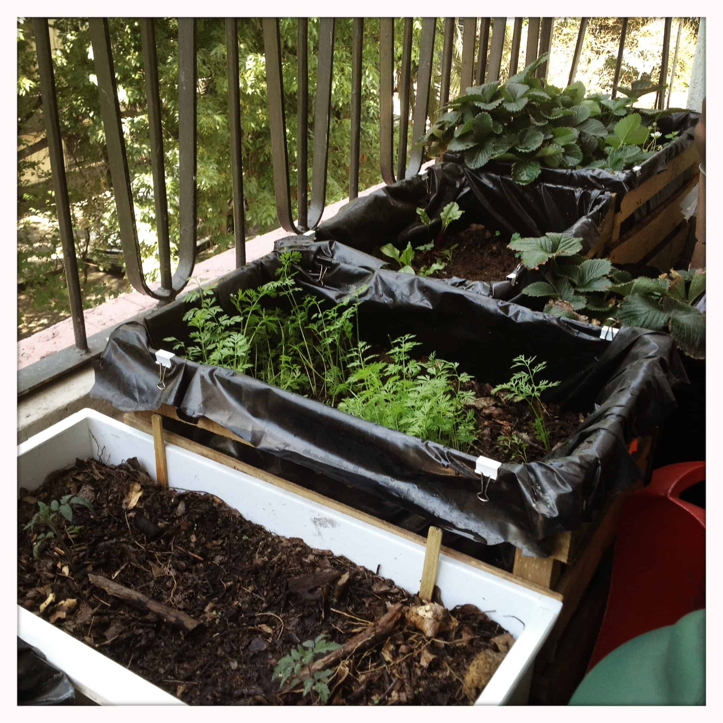 Mi huerto en un balcon