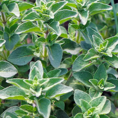 oregano