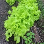 Si estás pensando empezar a sembrar en casa y aún no eres muy experimentado la lechuga es una buena forma de empezar, esta hortaliza se puede plantar en una maceta y colocar dentro de la casa a un lado de una venta soleada y en menos de lo que esperas estará lista para que la disfrutes en una ensalada.