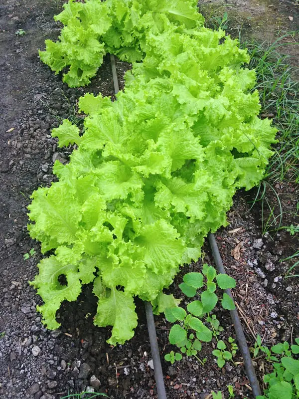 Si estás pensando empezar a sembrar en casa y aún no eres muy experimentado la lechuga es una buena forma de empezar, esta hortaliza se puede plantar en una maceta y colocar dentro de la casa a un lado de una venta soleada y en menos de lo que esperas estará lista para que la disfrutes en una ensalada.