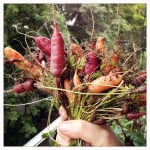 Plantar y cosechar zanahorias es relativamente sencillo, esta hortaliza no necesita mucho sol con tan solo 4 horas por día se puede desarrollar bastante bien haciéndola una planta ideal incluso para tener dentro de un departamento.