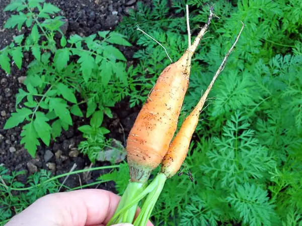 Plantar y cosechar zanahorias es relativamente sencillo, esta hortaliza no necesita mucho sol con tan solo 4 horas por día se puede desarrollar bastante bien haciéndola una planta ideal incluso para tener dentro de un departamento.