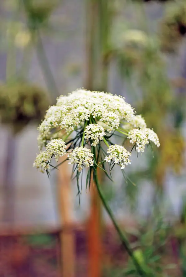 Flor de zanahoria