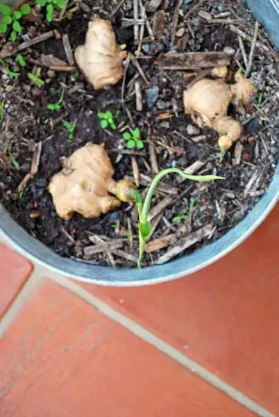 Planta-de-jengibre