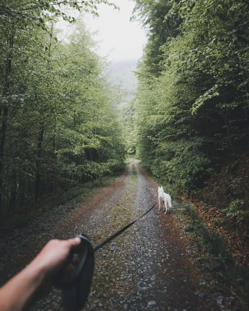 perro con correa caminando en la naturaleza