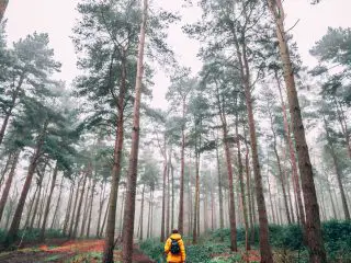 hombre caminando en el bosque