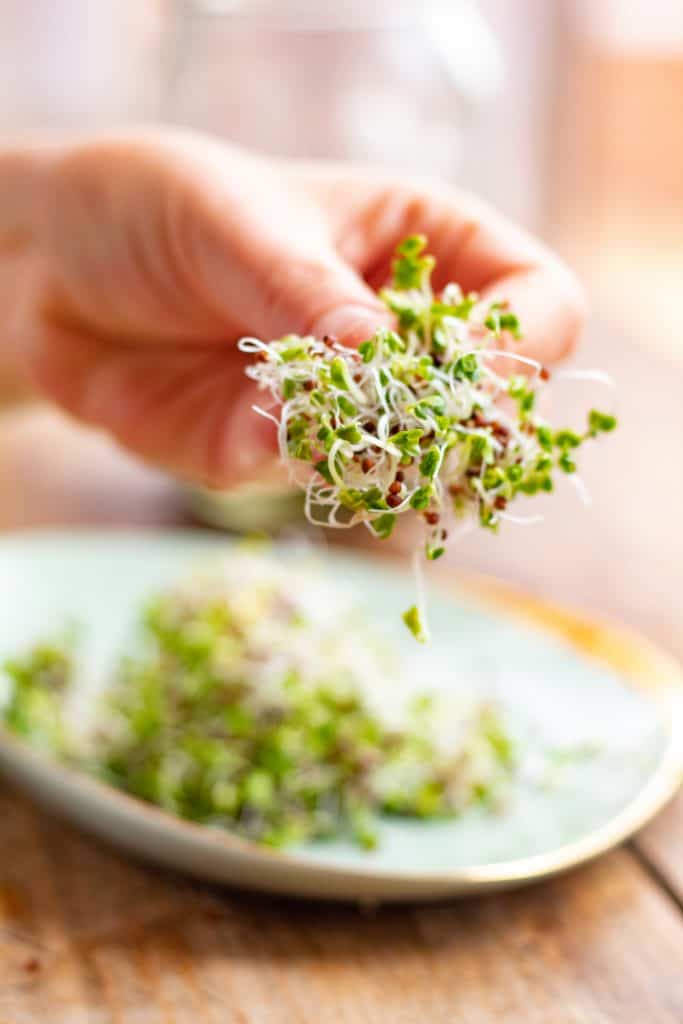 un puño de germinado de brócoli tomado por una mano