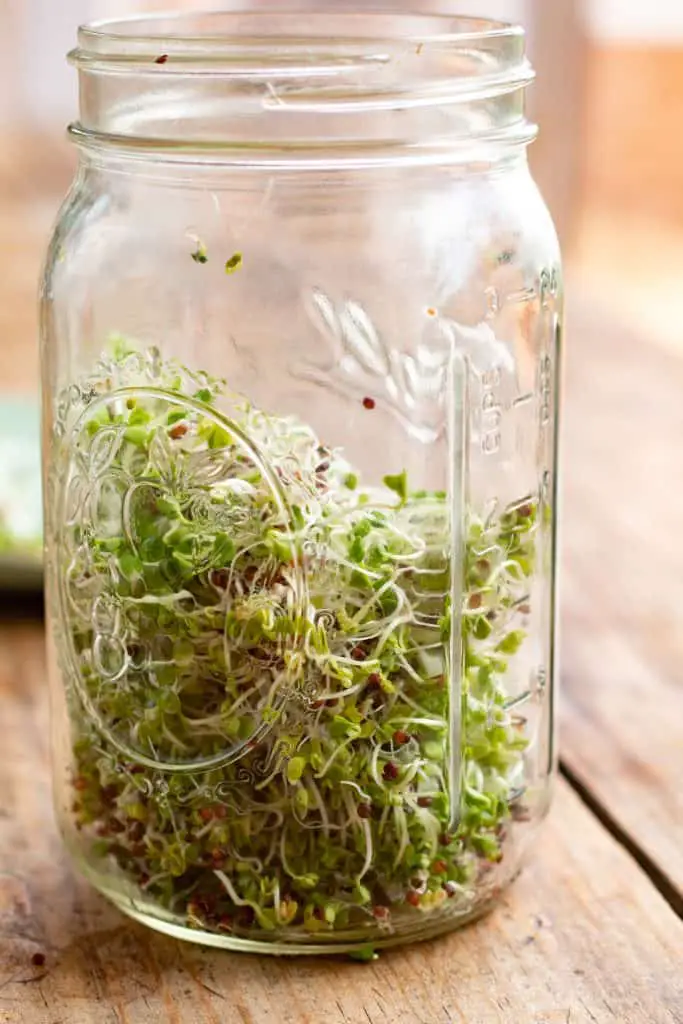 un bote de vidrio con germinado de brócoli dentro