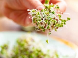 un puño de germinado de brócoli tomado por una mano