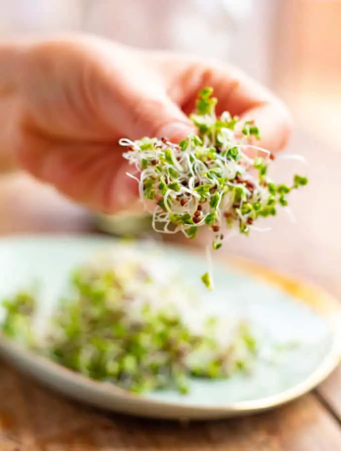 un puño de germinado de brócoli tomado por una mano