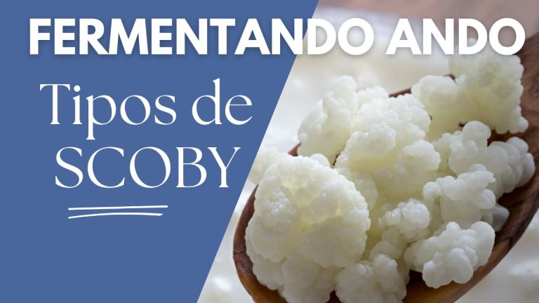Tipos de SCOBY